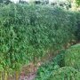 Phyllostachys humilis